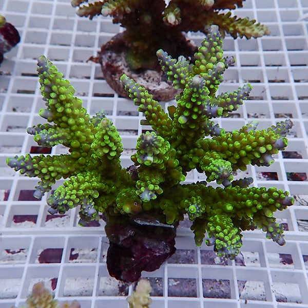 【サンゴ現物117】ブリードミドリイシ !15時までのご注文で当日発送 【ミドリイシ】(t214