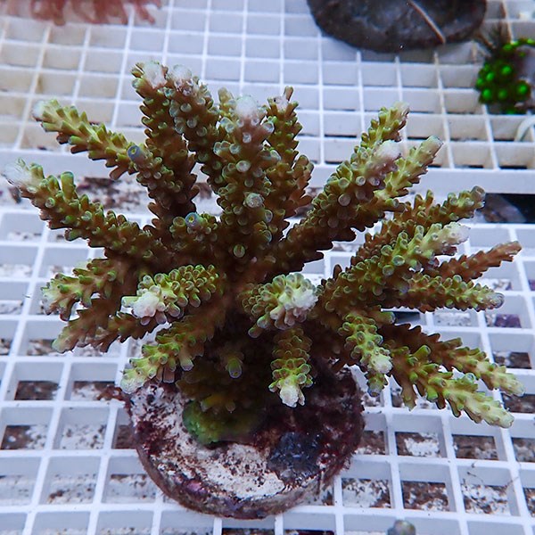 【サンゴ現物118】ブリードミドリイシ !15時までのご注文で当日発送 【ミドリイシ】(t214