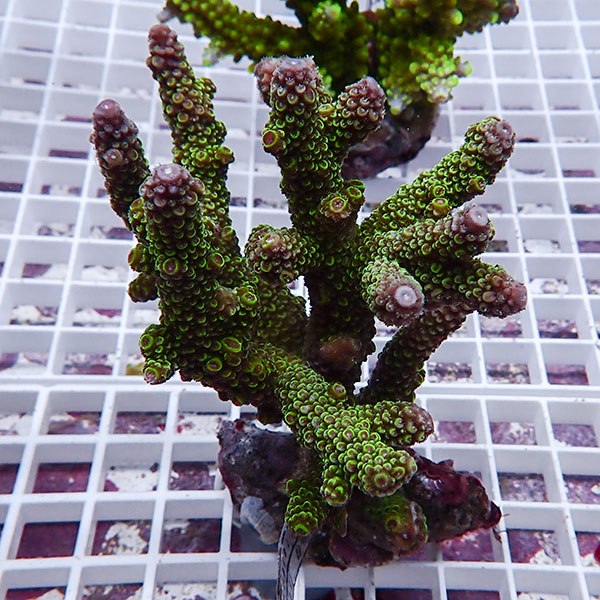 【サンゴ現物119】ブリードミドリイシ !15時までのご注文で当日発送 【ミドリイシ】(t214