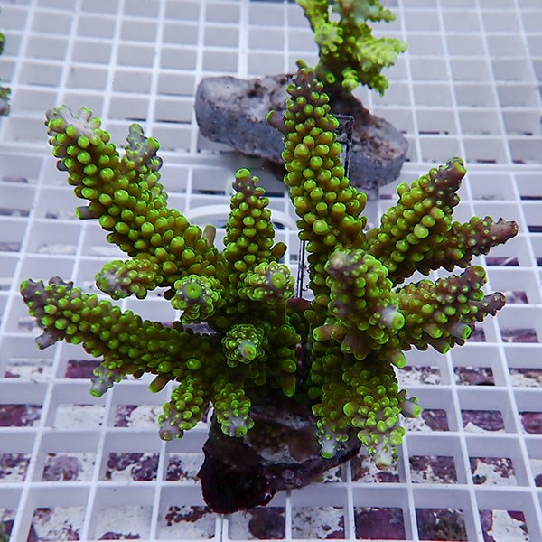 【サンゴ現物120】ブリードミドリイシ !15時までのご注文で当日発送 【ミドリイシ】(t214