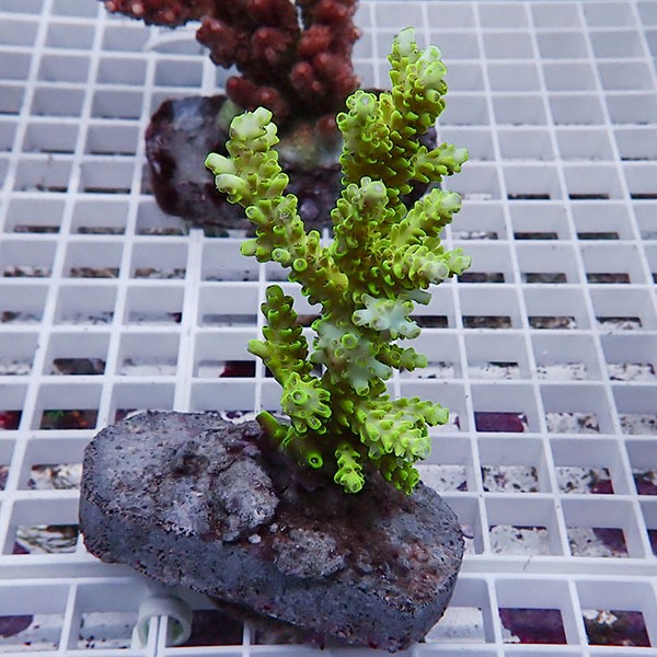 【サンゴ現物121】ブリードミドリイシ !15時までのご注文で当日発送 【ミドリイシ】(t214