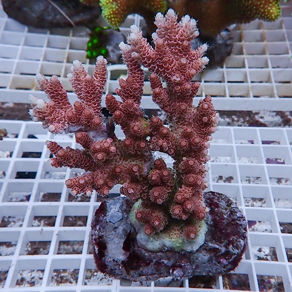 【サンゴ現物122】ブリードミドリイシ !15時までのご注文で当日発送 【ミドリイシ】(t214