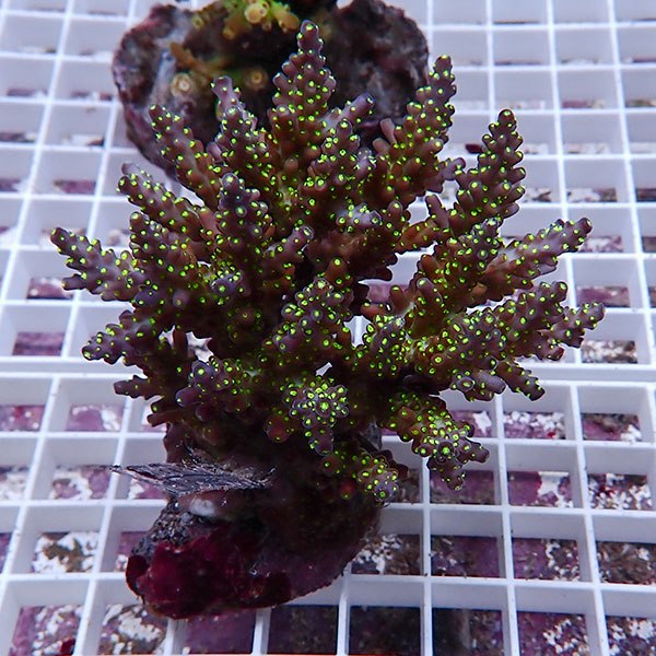 【サンゴ現物123】ブリードミドリイシ !15時までのご注文で当日発送 【ミドリイシ】(t214