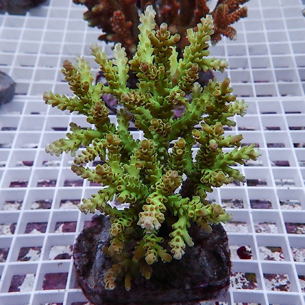 【サンゴ現物124】ブリードミドリイシ !15時までのご注文で当日発送 【ミドリイシ】(t214