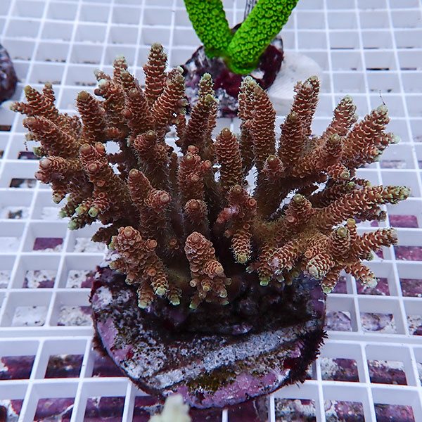 【サンゴ現物125】ブリードミドリイシ !15時までのご注文で当日発送 【ミドリイシ】(t214