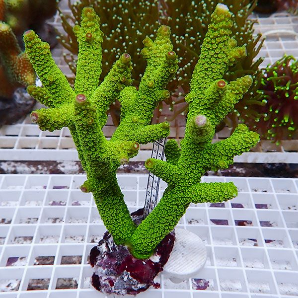 【サンゴ現物126】ブリードミドリイシ !15時までのご注文で当日発送 【ミドリイシ】(t214