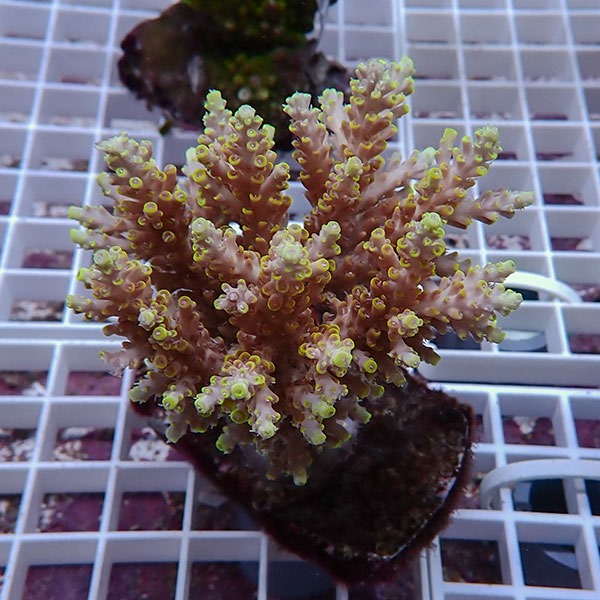 【サンゴ現物127】ブリードミドリイシ !15時までのご注文で当日発送 【ミドリイシ】(t214