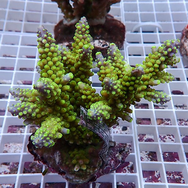 【サンゴ現物128】ブリードミドリイシ !15時までのご注文で当日発送 【ミドリイシ】(t214