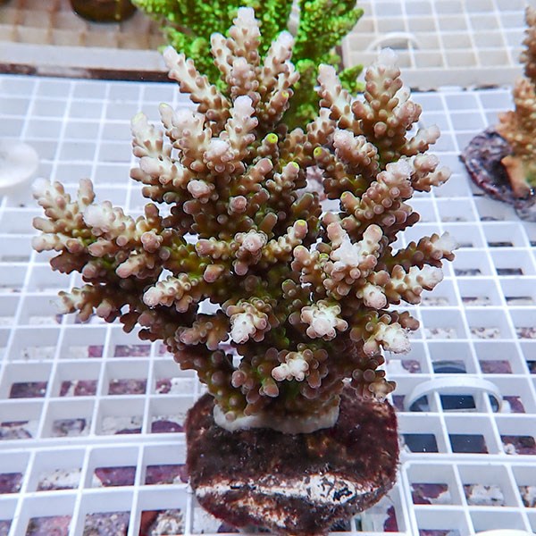 【サンゴ現物129】ブリードミドリイシ !15時までのご注文で当日発送 【ミドリイシ】(t214