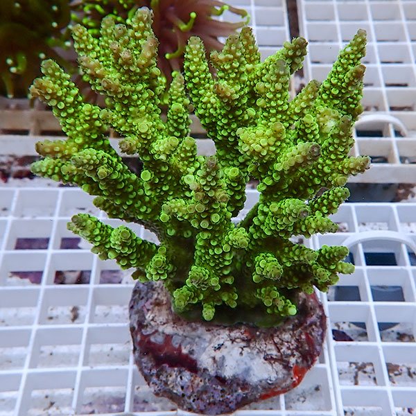 【サンゴ現物130】ブリードミドリイシ !15時までのご注文で当日発送 【ミドリイシ】(t214