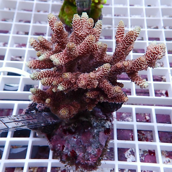 【サンゴ現物131】ブリードミドリイシ !15時までのご注文で当日発送 【ミドリイシ】(t214