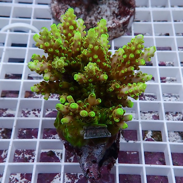 【サンゴ現物132】ブリードミドリイシ !15時までのご注文で当日発送 【ミドリイシ】(t214