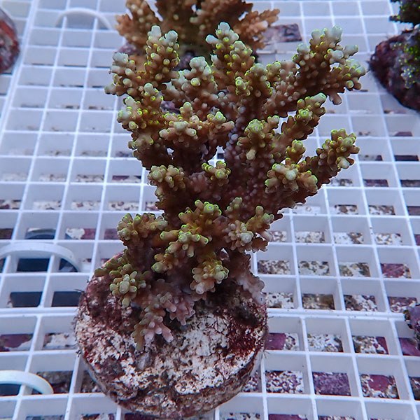 【サンゴ現物133】ブリードミドリイシ !15時までのご注文で当日発送 【ミドリイシ】(t214