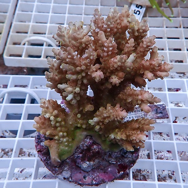 【サンゴ現物134】ブリードミドリイシ !15時までのご注文で当日発送 【ミドリイシ】(t214