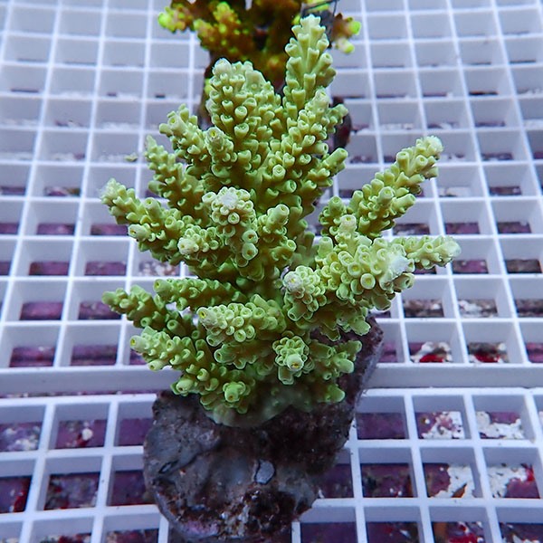 【サンゴ現物135】ブリードミドリイシ !15時までのご注文で当日発送 【ミドリイシ】(t214