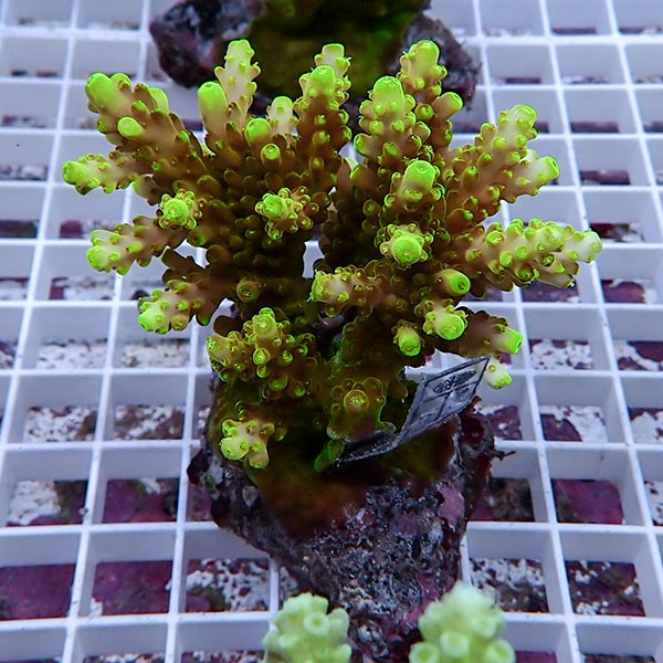 【サンゴ現物136】ブリードミドリイシ !15時までのご注文で当日発送 【ミドリイシ】(t214