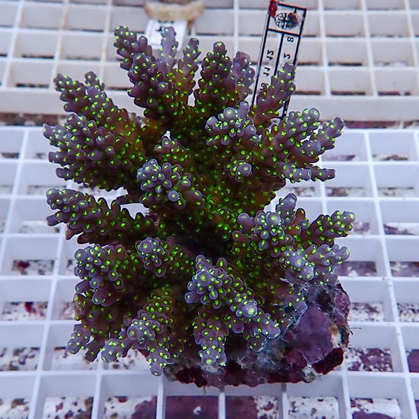 【サンゴ現物138】ブリードミドリイシ !15時までのご注文で当日発送 【ミドリイシ】(t214