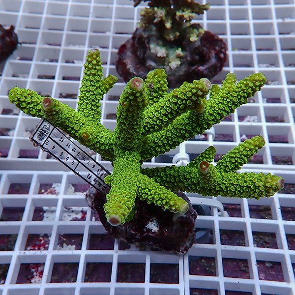 【サンゴ現物139】ブリードミドリイシ !15時までのご注文で当日発送 【ミドリイシ】(t214