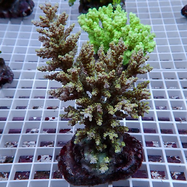 【サンゴ現物140】ブリードミドリイシ !15時までのご注文で当日発送 【ミドリイシ】(t214