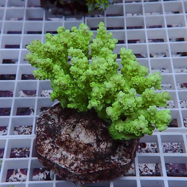 【サンゴ現物141】ブリードミドリイシ !15時までのご注文で当日発送 【ミドリイシ】(t214