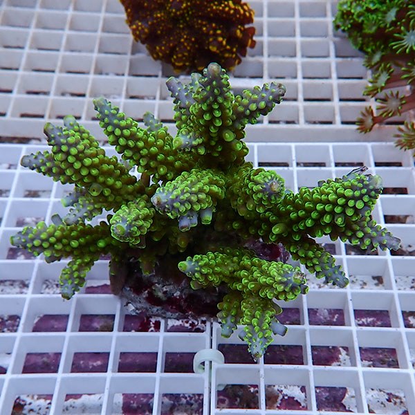 【サンゴ現物142】ブリードミドリイシ !15時までのご注文で当日発送 【ミドリイシ】(t214