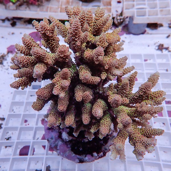 【サンゴ現物144】ブリードミドリイシ !15時までのご注文で当日発送 【ミドリイシ】(t214