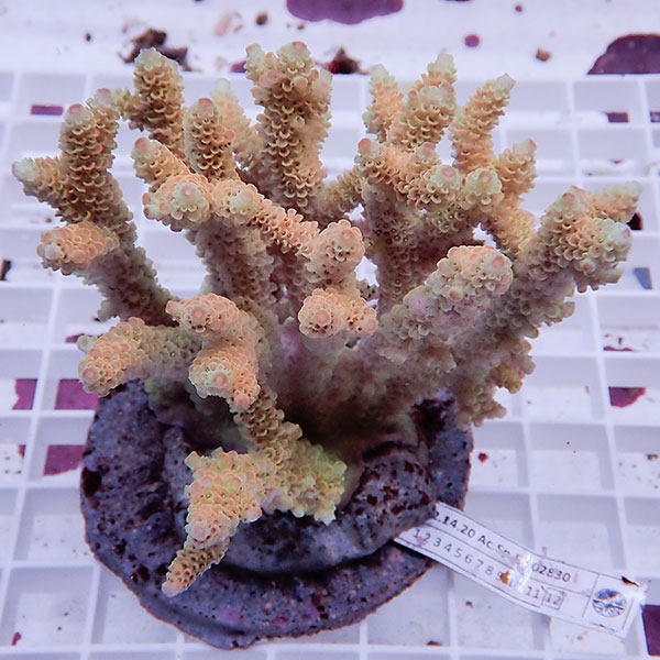 【サンゴ現物145】ブリードミドリイシ !15時までのご注文で当日発送 【ミドリイシ】(t214