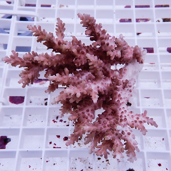 【サンゴ現物146】ブリードミドリイシ土台なし !15時までのご注文で当日発送 【ミドリイシ】(t214