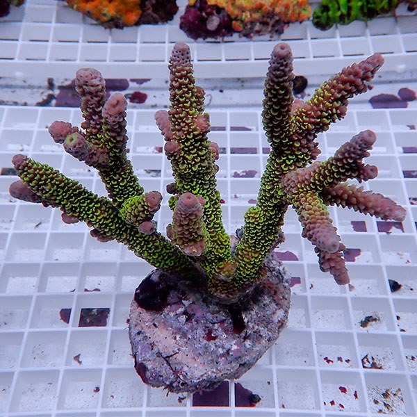 【サンゴ現物147】ブリードミドリイシ !15時までのご注文で当日発送 【ミドリイシ】