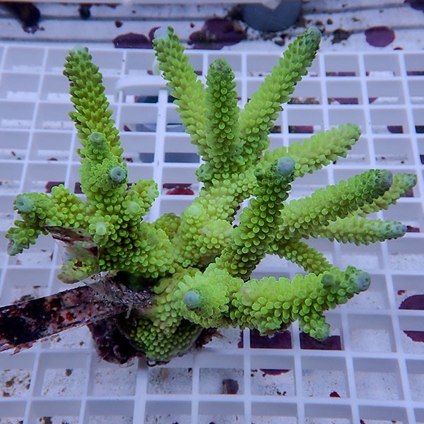 【サンゴ現物148】ブリードミドリイシ !15時までのご注文で当日発送 【ミドリイシ】