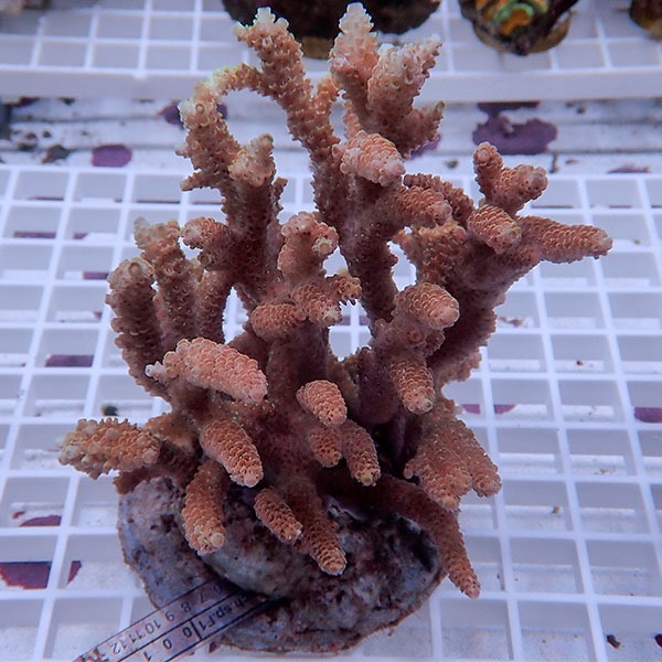 【サンゴ現物149】ブリードミドリイシ !15時までのご注文で当日発送 【ミドリイシ】