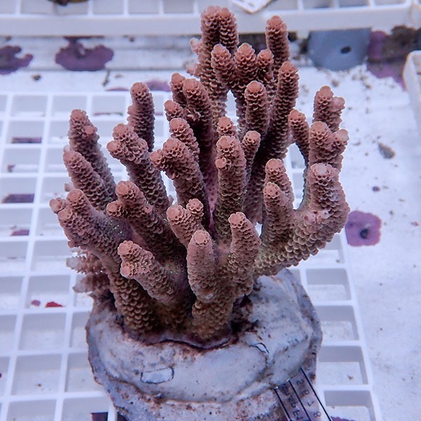 【サンゴ現物150】ブリードミドリイシ !15時までのご注文で当日発送 【ミドリイシ】