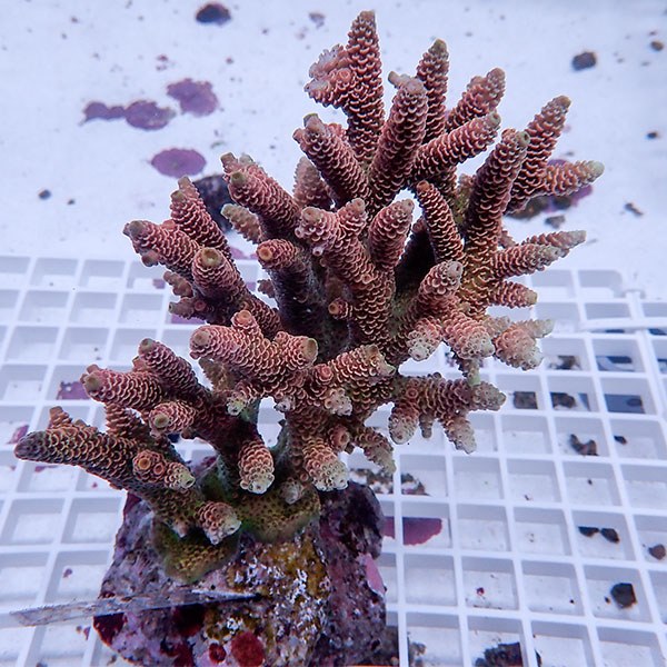 【サンゴ現物151】ブリードミドリイシ !15時までのご注文で当日発送 【ミドリイシ】