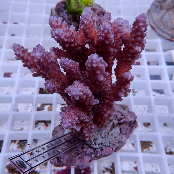 【サンゴ現物153】ブリードミドリイシ !15時までのご注文で当日発送 【ミドリイシ】