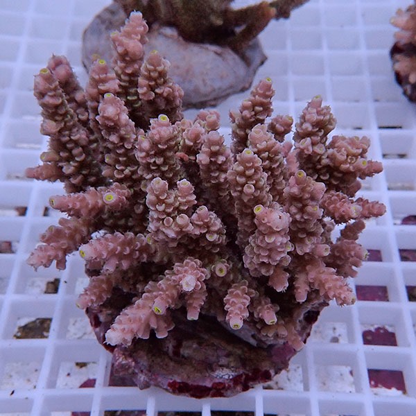 【サンゴ現物155】ブリードミドリイシ !15時までのご注文で当日発送 【ミドリイシ】