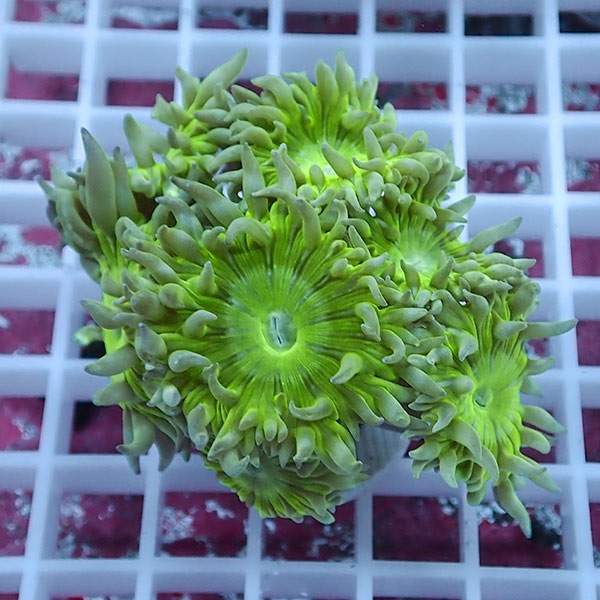 牛島様　決済用