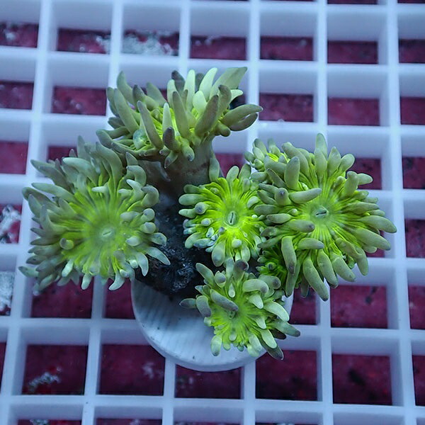 【サンゴ現物4】ウィスカーズコーラル  !15時までのご注文で当日発送【サンゴ】(t236