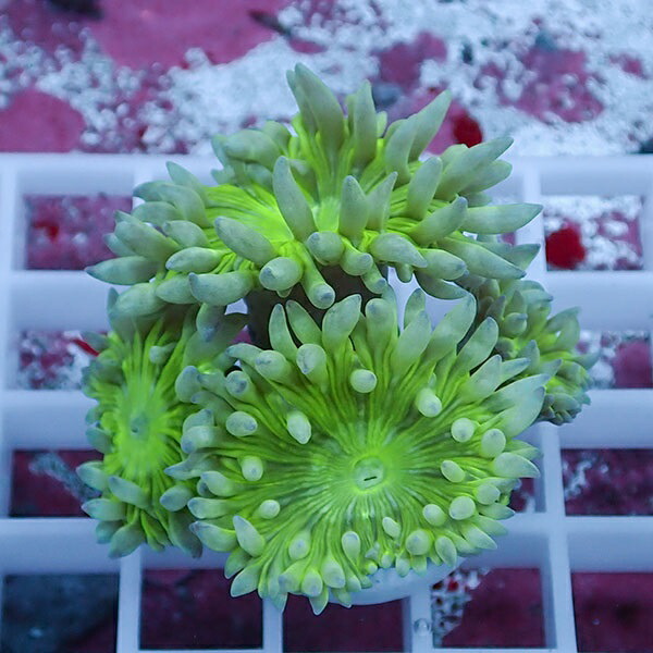 【サンゴ現物6】ウィスカーズコーラル  !15時までのご注文で当日発送【サンゴ】(t236