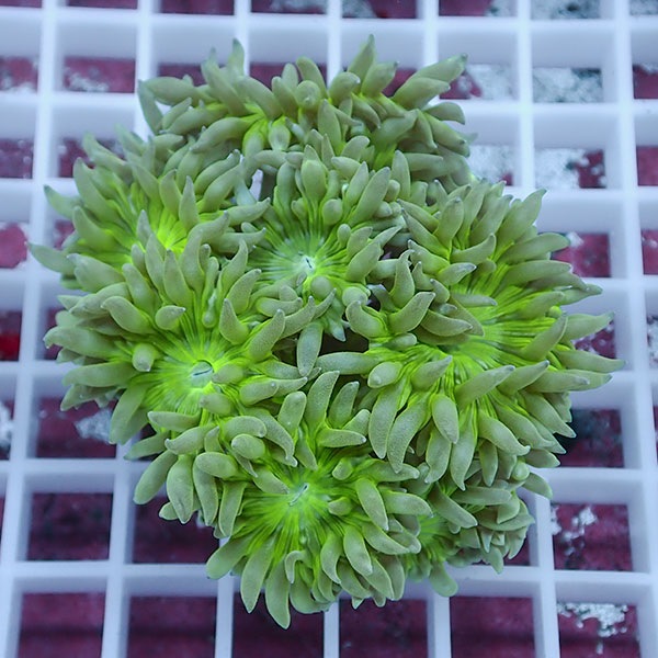 【サンゴ現物8】ウィスカーズコーラル  !15時までのご注文で当日発送【サンゴ】(t236