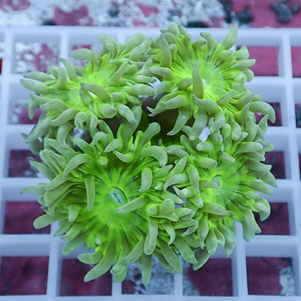 【サンゴ現物9】ウィスカーズコーラル  !15時までのご注文で当日発送【サンゴ】(t236