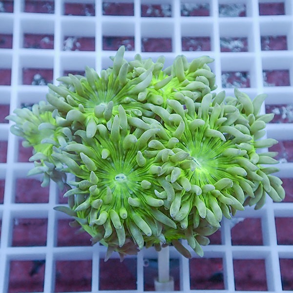 【サンゴ現物10】ウィスカーズコーラル  !15時までのご注文で当日発送【サンゴ】(t236