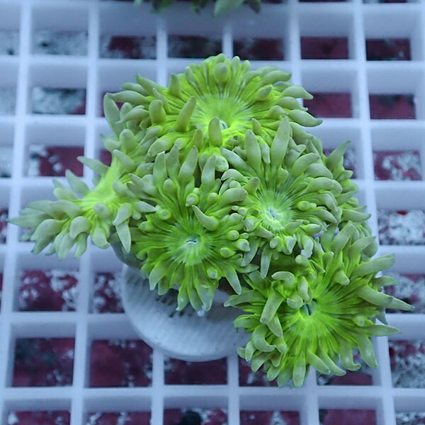 【サンゴ現物11】ウィスカーズコーラル  !15時までのご注文で当日発送【サンゴ】(t236