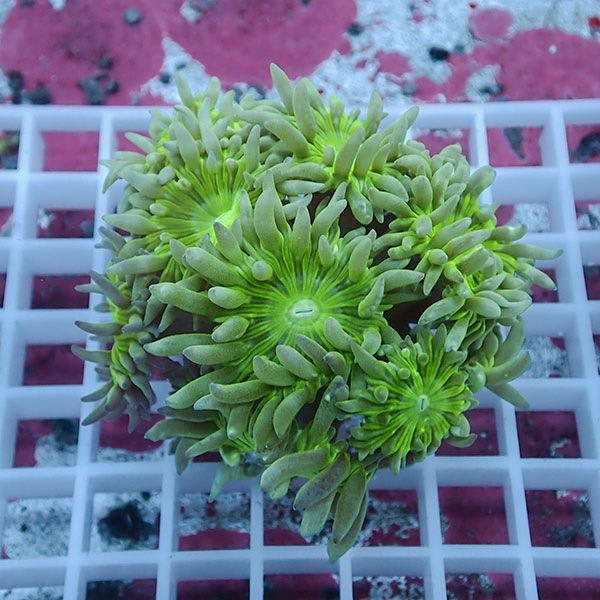 【サンゴ現物12】ウィスカーズコーラル  !15時までのご注文で当日発送【サンゴ】(t236