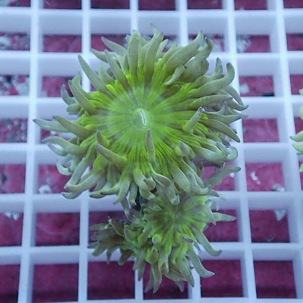 【サンゴ現物13】ウィスカーズコーラル  !15時までのご注文で当日発送【サンゴ】(t236