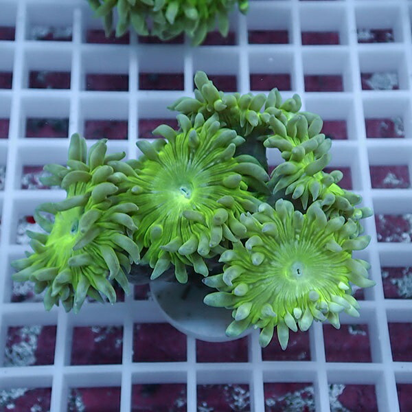 【サンゴ現物14】ウィスカーズコーラル  !15時までのご注文で当日発送【サンゴ】(t236