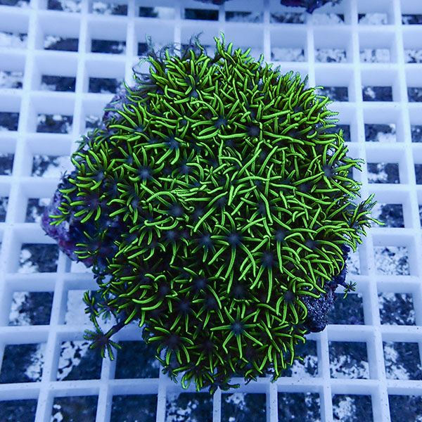 【サンゴ現物14】スターポリプ!15時までのご注文で当日発送 【サンゴ】(t221