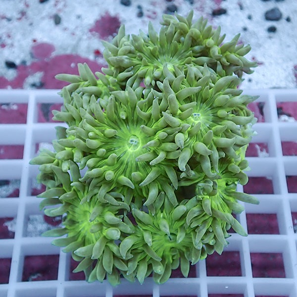 【サンゴ現物15】ウィスカーズコーラル  !15時までのご注文で当日発送【サンゴ】(t236