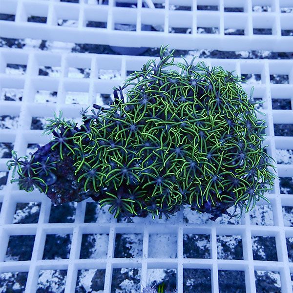 【サンゴ現物15】スターポリプ!15時までのご注文で当日発送 【サンゴ】(t221