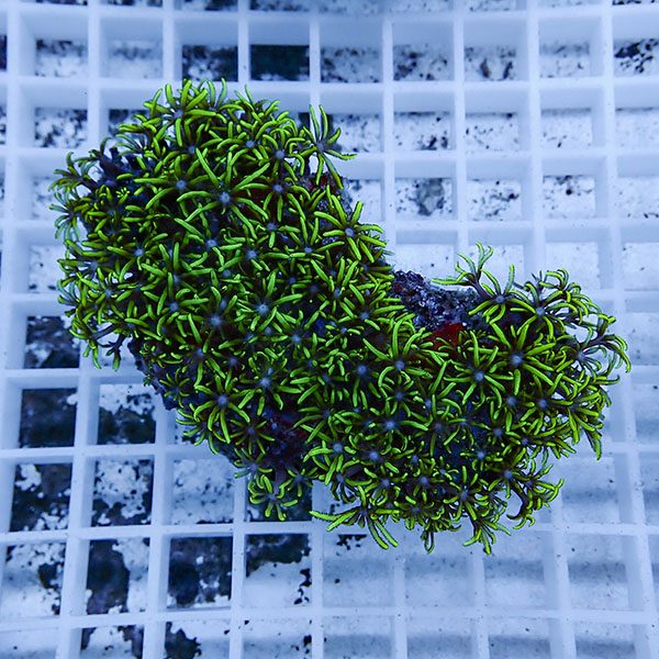 【サンゴ現物16】スターポリプ!15時までのご注文で当日発送 【サンゴ】(t221