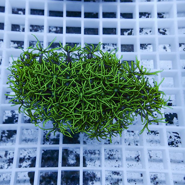 【サンゴ現物17】スターポリプ!15時までのご注文で当日発送 【サンゴ】(t221